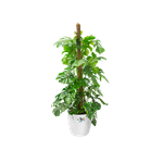 brussels rond wielen 40cm wit